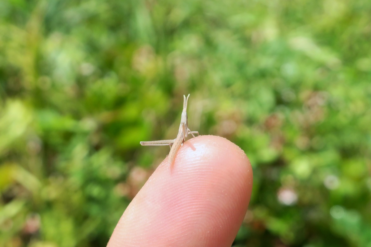 ˆoˆ 園庭のむしずかん ««« ばったのあかちゃん | エコロコプロジェクト