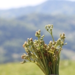 Thumbnail of post image 162