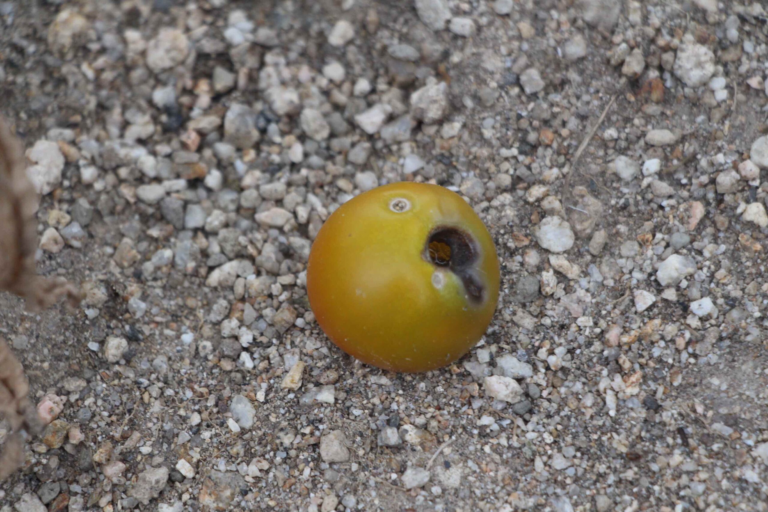 トマトに穴を開けた犯人はだぁれ！？🍅 | エコロコプロジェクト