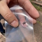 Thumbnail of post image 118