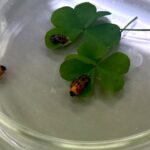 Thumbnail of new posts 105