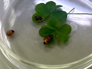Thumbnail of post image 006