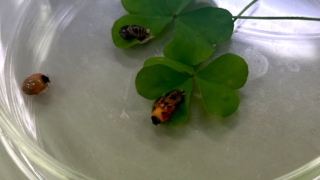 Thumbnail of post image 037