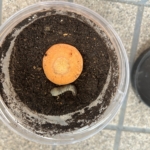 Thumbnail of post image 094