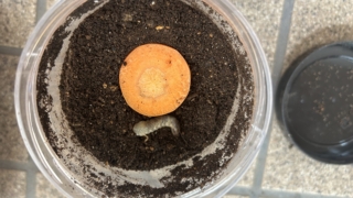 Thumbnail of post image 141